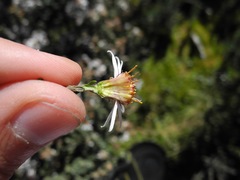 Diplostephium barclayanum