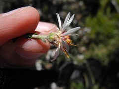 Diplostephium barclayanum