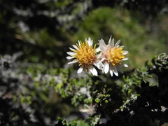 Diplostephium barclayanum