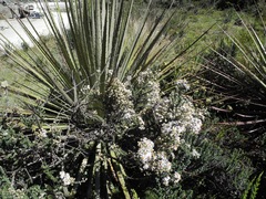 Diplostephium barclayanum