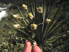 Diplostephium barclayanum