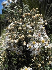 Diplostephium barclayanum