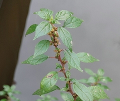 Parietaria judaica
