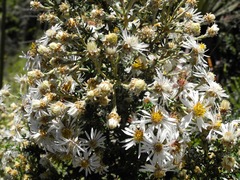 Diplostephium barclayanum