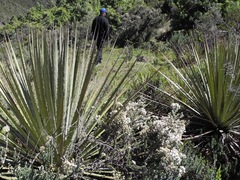 Diplostephium barclayanum