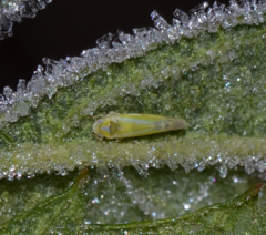Lindbergina aurovittata