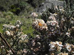 Diplostephium barclayanum