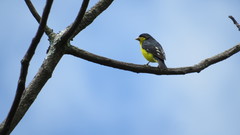 Spinus psaltria