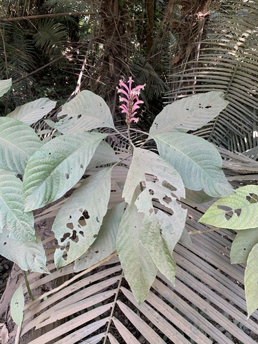 Phlogacanthus curviflorus, photograph 2