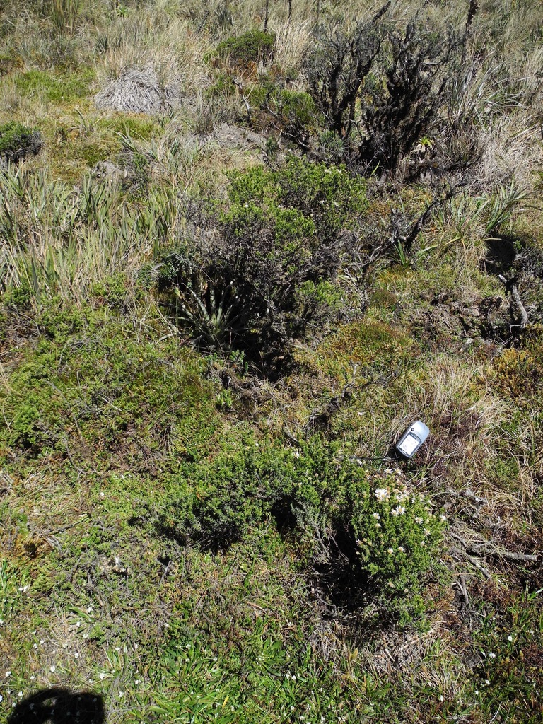Diplostephium juniperinum