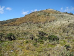 Diplostephium juniperinum