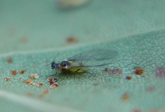 Crypturaphis grassii