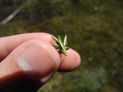 Diplostephium juniperinum