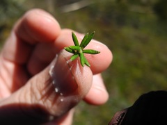 Diplostephium juniperinum