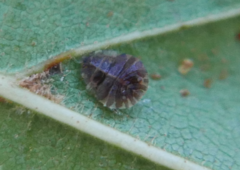 Crypturaphis grassii