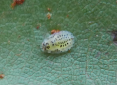 Crypturaphis grassii