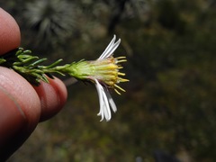 Diplostephium juniperinum