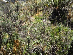Diplostephium oblanceolatum