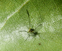 Crypturaphis grassii