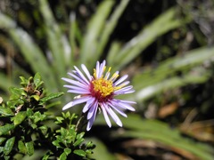 Diplostephium oblanceolatum