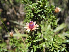 Diplostephium oblanceolatum