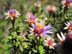 Diplostephium oblanceolatum