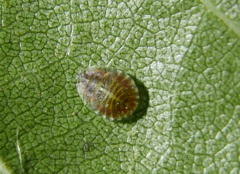 Crypturaphis grassii