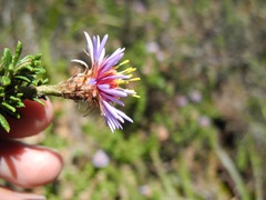 Diplostephium oblanceolatum
