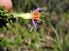 Diplostephium oblanceolatum