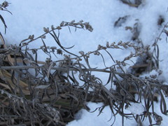 Artemisia umbrosa