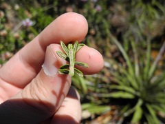 Diplostephium oblanceolatum