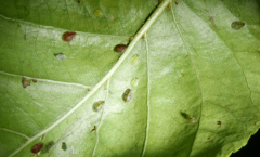 Crypturaphis grassii