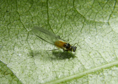 Crypturaphis grassii