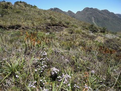 Diplostephium oblanceolatum
