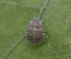 Crypturaphis grassii