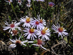 Diplostephium oblanceolatum