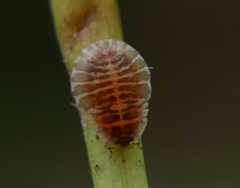 Crypturaphis grassii