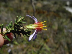 Diplostephium oblanceolatum
