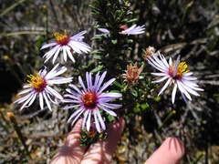 Diplostephium oblanceolatum