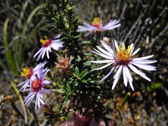 Diplostephium oblanceolatum