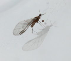 Crypturaphis grassii