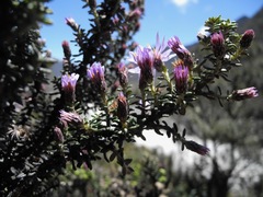 Diplostephium hartwegii