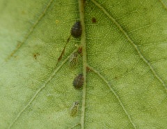 Crypturaphis grassii