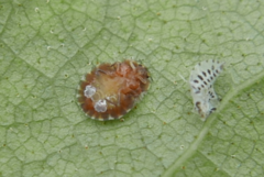 Crypturaphis grassii