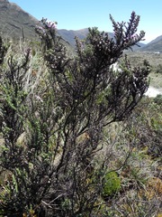 Diplostephium hartwegii