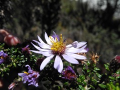 Diplostephium hartwegii