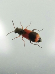 Anthocomus equestris