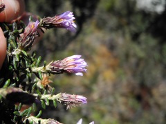 Diplostephium hartwegii