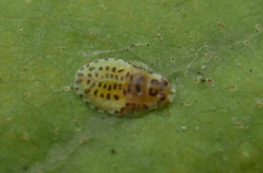 Crypturaphis grassii