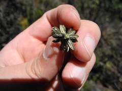 Diplostephium hartwegii